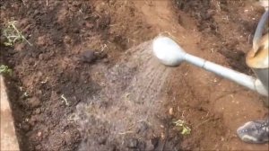 КАК ПОСАДИТЬ ПОМИДОРЫ В ОТКРЫТЫЙ ГРУНТ НА ЮГЕ / Органическое земледелие