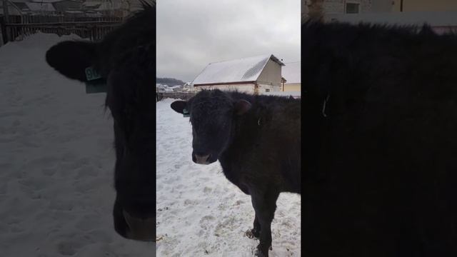 БЫК АБЕРДИН АНГУС 100 000 ПРОДАЖА смотреть онлайн