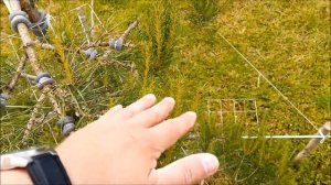 Как сформировать и подстричь сосну ниваки в стиле котобуки. Сосна ниваки своими руками.