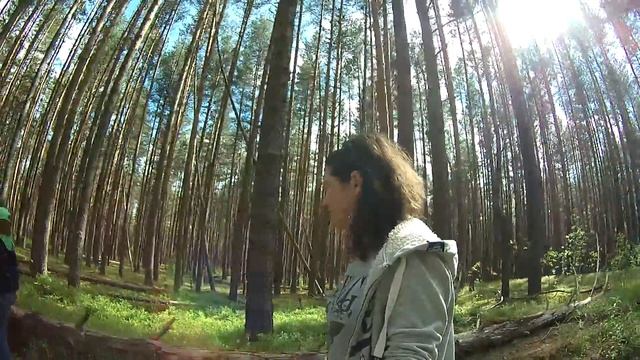 Прогулка по сосновому лесу смотреть онлайн