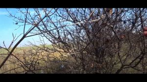 Сбор терна 2019 год