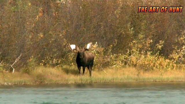 Moose Hunting Adventures: An Exciting Journey Into The World Of Hunting