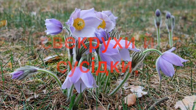 Зі святом 8 Березня, жінки! смотреть онлайн