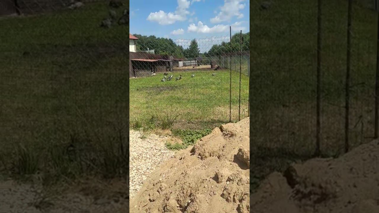 Цесарки, козочки, куры, петухи смотреть онлайн