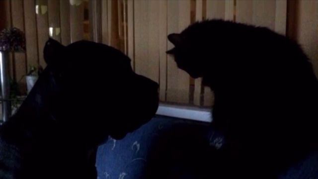 Они притащили в дом кота, несмотря на запреты отца… А тот вдруг оказался с необычным сюрпризом смотреть онлайн