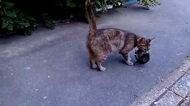 КОШКА ПРЯЧЕТ КОТЁНКА смотреть онлайн