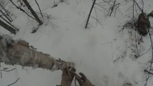 Охота на соболя в Алданском районе (Якутия)