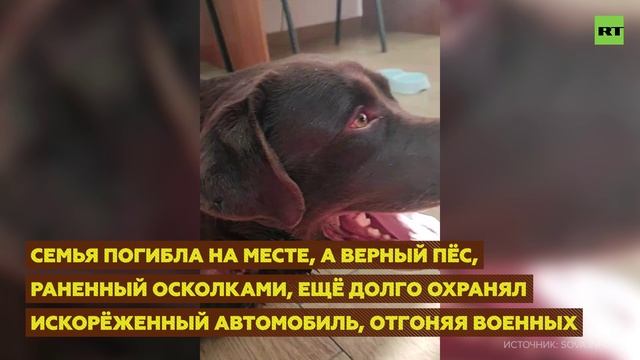 мариупольским Хатико.mp4 смотреть онлайн