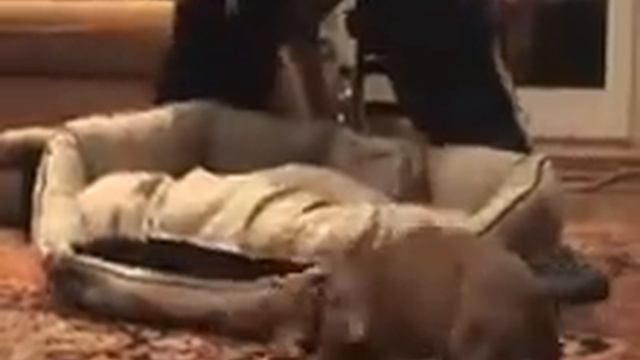 Бастер смотреть онлайн