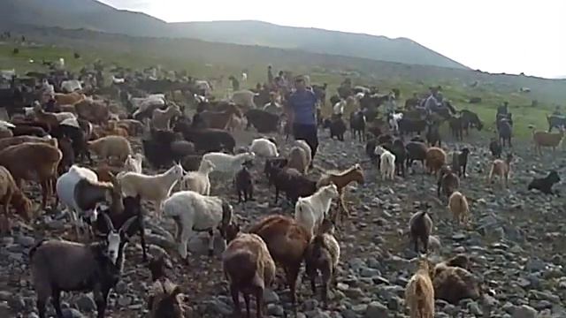 Mongolia Bayan Nur sum pasenda Kamesh Janemkhan смотреть онлайн