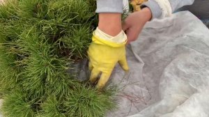 Болеет сосна, можжевельник/ ШЮТТЕ / Лечение ХВОЙНЫХ