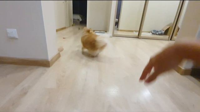 Бася Шпиц и первый вечер с Авокадышем! смотреть онлайн