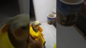 Parakeet Richi sing music from the movie kill Bill. Попугай поёт мелодию из фильма «Убить Билла».