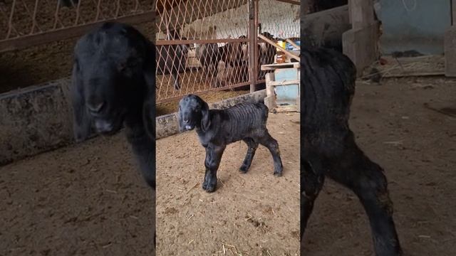 Гиссарская овцематка. Баранчик от Ахилеса смотреть онлайн