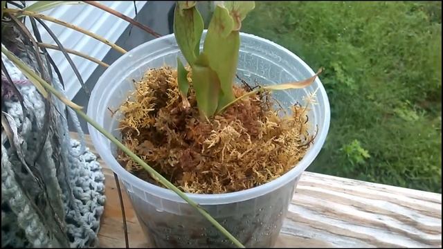Purple Pitcher Plant - Sarracenia Purpurea смотреть онлайн