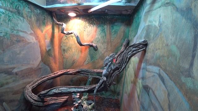 Акватеррариум Пермь. Как кормят ящериц. 2 часть смотреть онлайн