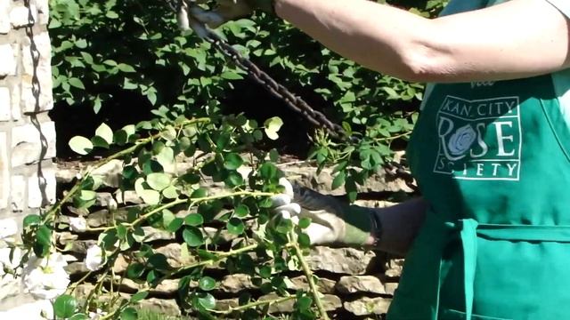 About Climbing Roses - featuring New Dawn смотреть онлайн