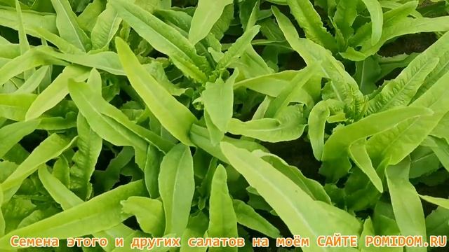 Его нет ни у кого! А Чой Тайваньский Мечелистный Салат Yu Mai Tsai 油麦菜 смотреть онлайн