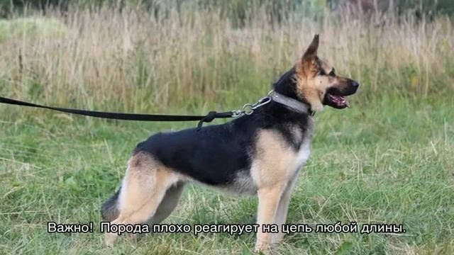 Восточноевропейская овчарка: характеристика породы