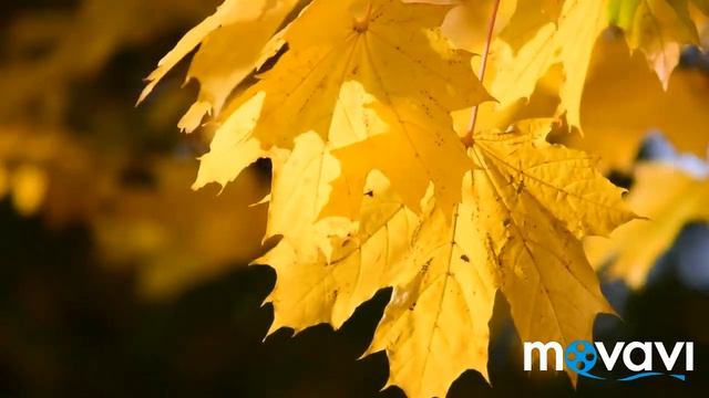 Красивая Золотая Осень.? Осеннее настроение. Красивая музыка ? смотреть онлайн