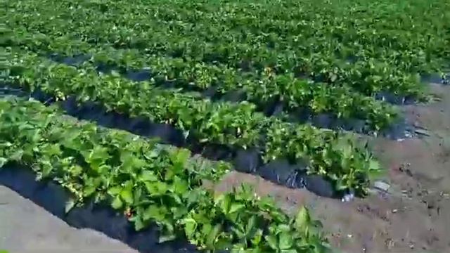 Клубника КСД,поздняя посадка,бугры агроволокно,результат. смотреть онлайн