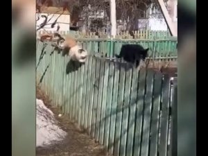 Я РЖАЛ ДО СЛЕЗ  30 Минут ЛУЧШИХ Русских Приколов 2022 №92 Смешные видео - Лучшие Лютые Приколы