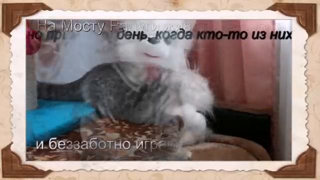 Мост радуги...памяти лучших кошек.avi смотреть онлайн