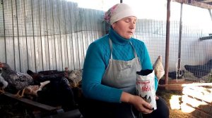 Известняковая крупка - обязательна для кур.