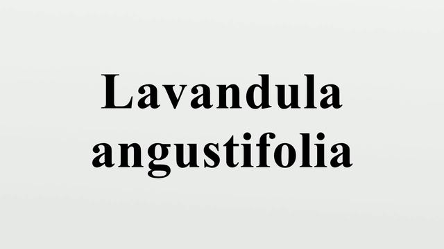 Lavandula angustifolia смотреть онлайн