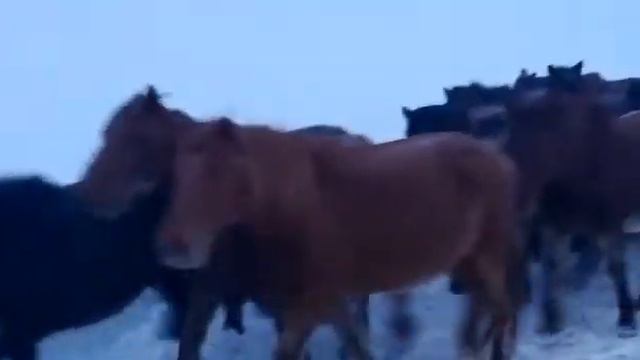 Отжатый табун бывшего акима Павлодарской области . смотреть онлайн