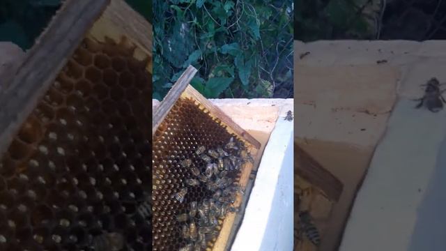 бакфаст не плодный # татарстан # буинск # старый студенец смотреть онлайн