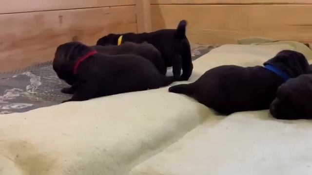 день защиты животных(4) смотреть онлайн