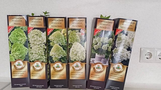 Гортензия метельчатая.Как сохранить посадочный материал до высадки в грунт.22.03.2022 смотреть онлайн