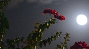 Абидат Шахбанова - Не уходи ✨