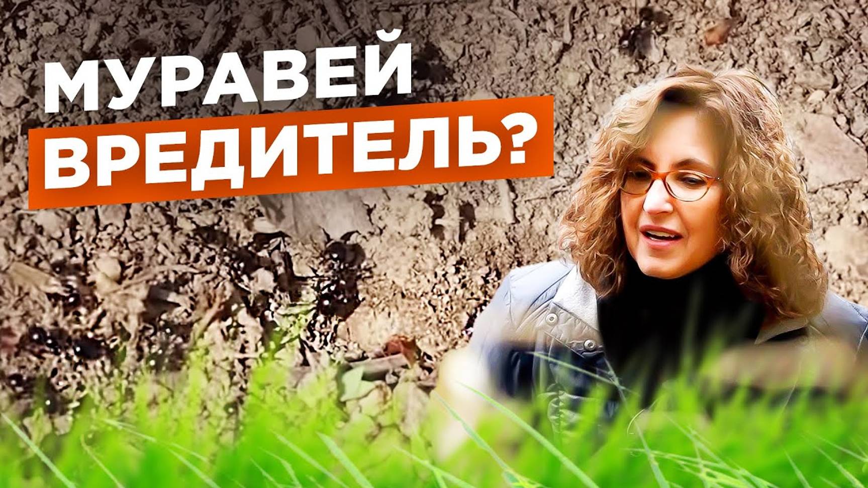 Муравьи на участке: что делать? Мифы о муравьях. №4 / Мария Винокур и Данила Горюнов Strogoorganic. смотреть онлайн