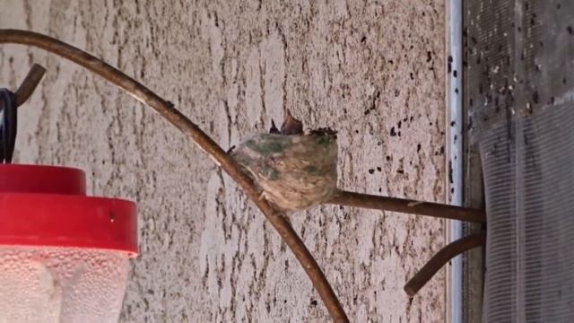 HUMMINGBIRDS NEST in HOUSE Window FEEDER Raise BABIES on EASY Recipe Hummingbird Nectar смотреть онлайн