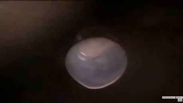 8 класс -Биология . Онтогенез-13.05.20