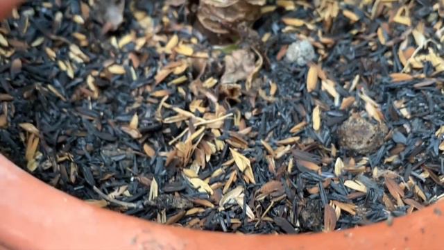 Add This Natural Fertilizer, Amaryllis Bulbs Grow Beefy with More Bulblets and Blooms смотреть онлайн