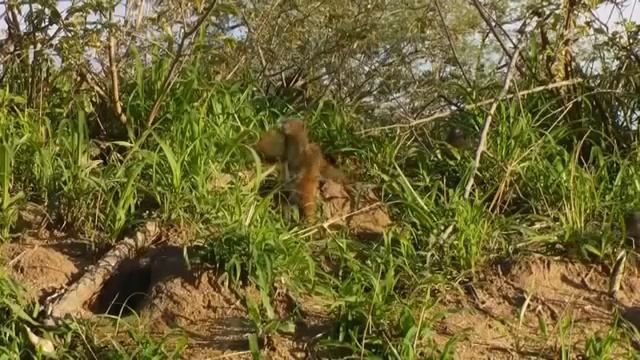 BBC Дикая африка