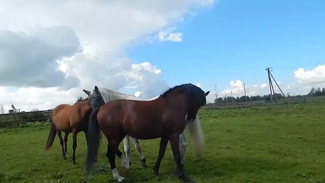 Пока я закрывала ворота, Будда решил пообщаться :) смотреть онлайн