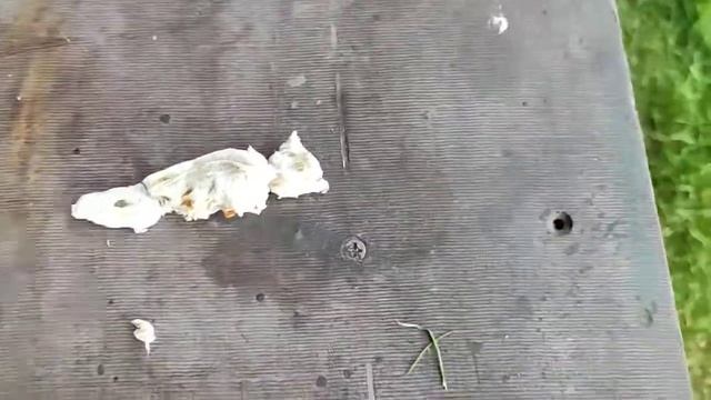 Не запускается триммер Makita 2500 смотреть онлайн