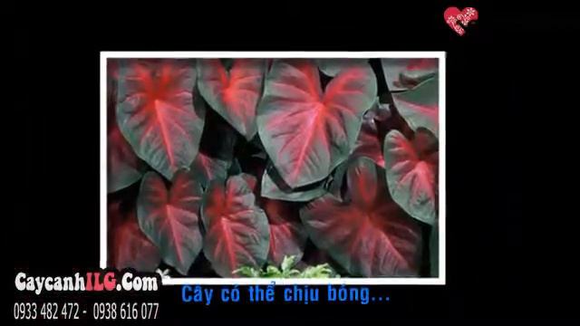 Cây Môn Lá Đỏ (Caladium Bicolor Sp.)