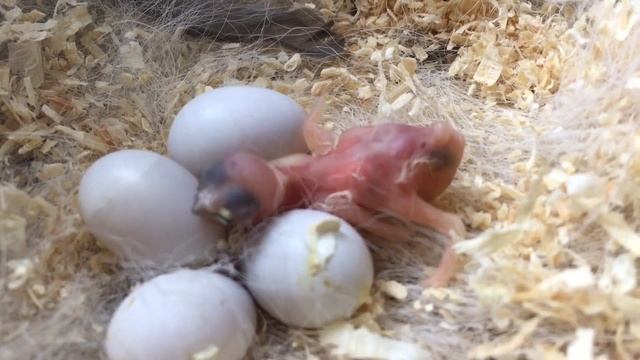 Птенец японской амадины