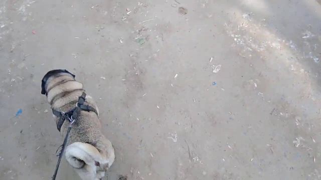 Как Французский Бульдог Мира и Мопс Деля за рыбой ходили. смотреть онлайн