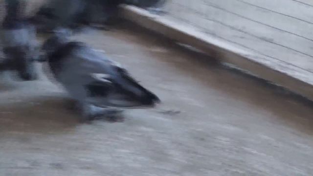ГОЛУБИ / БУХАРСКИЕ БАРАБАНЩИКИ /  PIGEONS / TAUBE