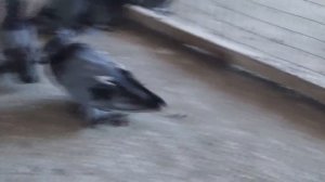 ГОЛУБИ / БУХАРСКИЕ БАРАБАНЩИКИ /  PIGEONS / TAUBE