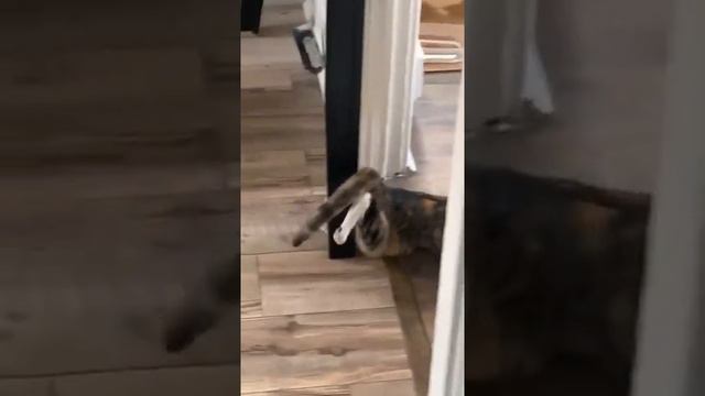КОШКА САМА СЕБЯ УДОВЛЕТВОРЯЕТ 🤣 смотреть онлайн