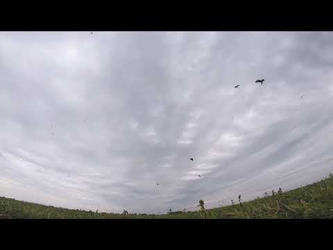 GP013788 1 смотреть онлайн