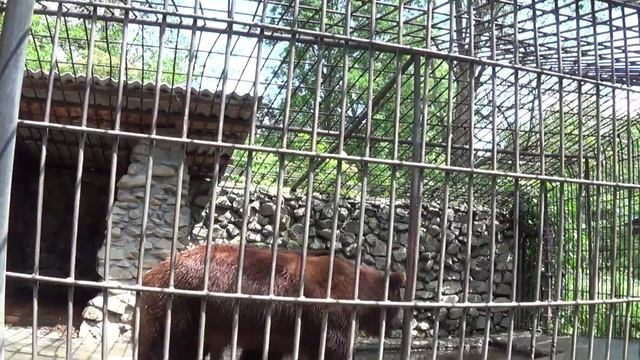 Тебердинский заповедник Большой медведь