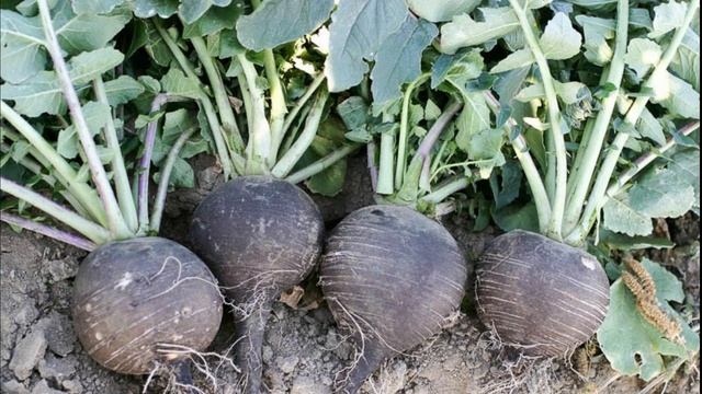 Посев овощей в августе в огороде смотреть онлайн